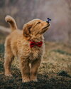 HD-wallpaper-doggy-dog-wonderful-thumbnail.jpg