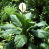 Peace_Lily_Mauna_Loa.jpg Peace_Lily_Mauna_Loa.jpg