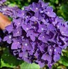 EASI-H_hydrangea-purple-blue-eye.jpg EASI-H_hydrangea-purple-blue-eye.jpg