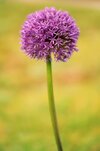 allium-ornamental-onion-blossom-bloom-wallpaper-preview.jpg