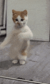 dancing-cat-dance.gif dancing-cat-dance.gif