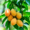 nurserylive-mango-plant.jpg