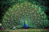 peacock.jpg