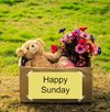 bear-flower-bouquet-box-happy-sunday-message-47734441.jpg