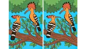 find-the-differences-in-the-picture.jpg