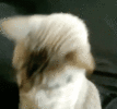 70050.gif