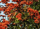 Palash_Tree.jpg