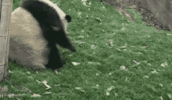 1000211327.gif