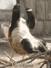 1779808023696.gif