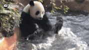 1000211331.gif
