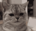 1780219511657.gif