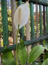 IMG_1997.jpeg