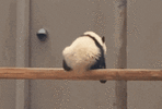 1000216384.gif