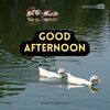 Two-ducks-in-a-lake-with-reflection-Good-Afternoon-image.jpg Two-ducks-in-a-lake-with-reflection-Good-Afternoon-image.jpg