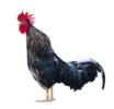 black-free-range-male-rooster-crowing-in-the-morning-isolated-on-white-background-free-png.png