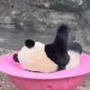 1000153116.gif