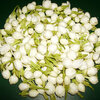 jasmine-flower-1000x1000.jpg