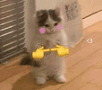 78577.gif 78577.gif