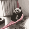 1000223606.gif