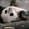 1000223840.gif