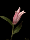 1000224502.gif 1000224502.gif