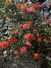 IMG_5399.jpeg