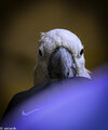IMG_4189.jpeg