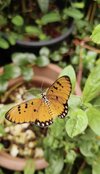 IMG_9218.jpeg