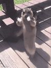 1000142654.gif