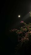 1000206833.jpg