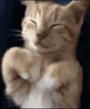1000144178.gif