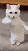 1000144179.gif