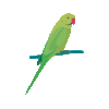 giphy.gif