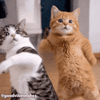 1000429648.gif