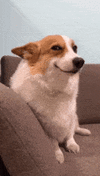 corgi-smiling.gif corgi-smiling.gif