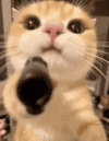 49c4087184ef5b394f5a4d4b96852d94.gif
