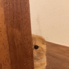 1791823382250.gif