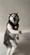 1000125820.gif