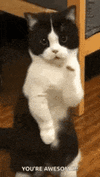 IMG_30f968a0-c805-448f-bba0-16e7e61e730f.gif