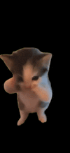 1000049002.gif