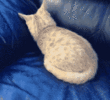1791993559826.gif