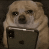 dog-scroll.gif