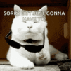 cat-with-it-deal.gif