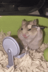 glamham-glamster.gif