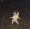 cat-cat-dance.gif