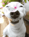 03ba9bb409798666aa56507dcaa62f8a (1).gif