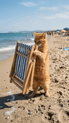 cat-deckchair.gif