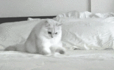 1792526475360.gif