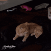 1792531654014.gif
