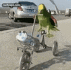 1000127481.gif 1000127481.gif